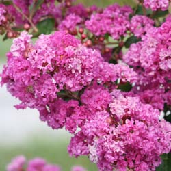 Lilas d'été violet / Lagerstroemia indica viola